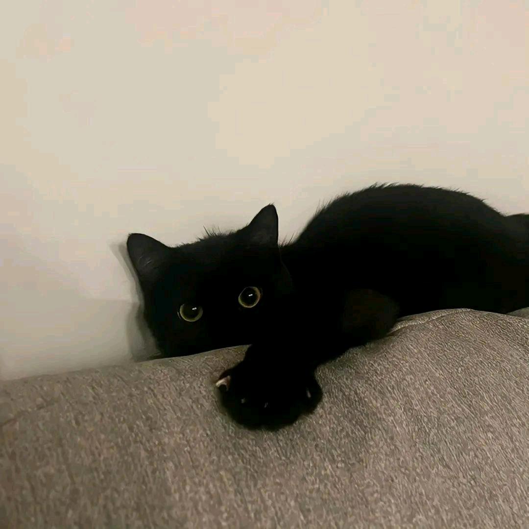 ZXF
