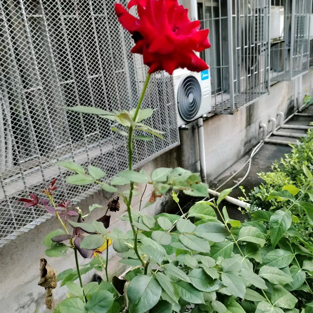 曾嫂嫂