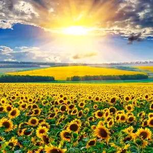 是太阳🌞啊