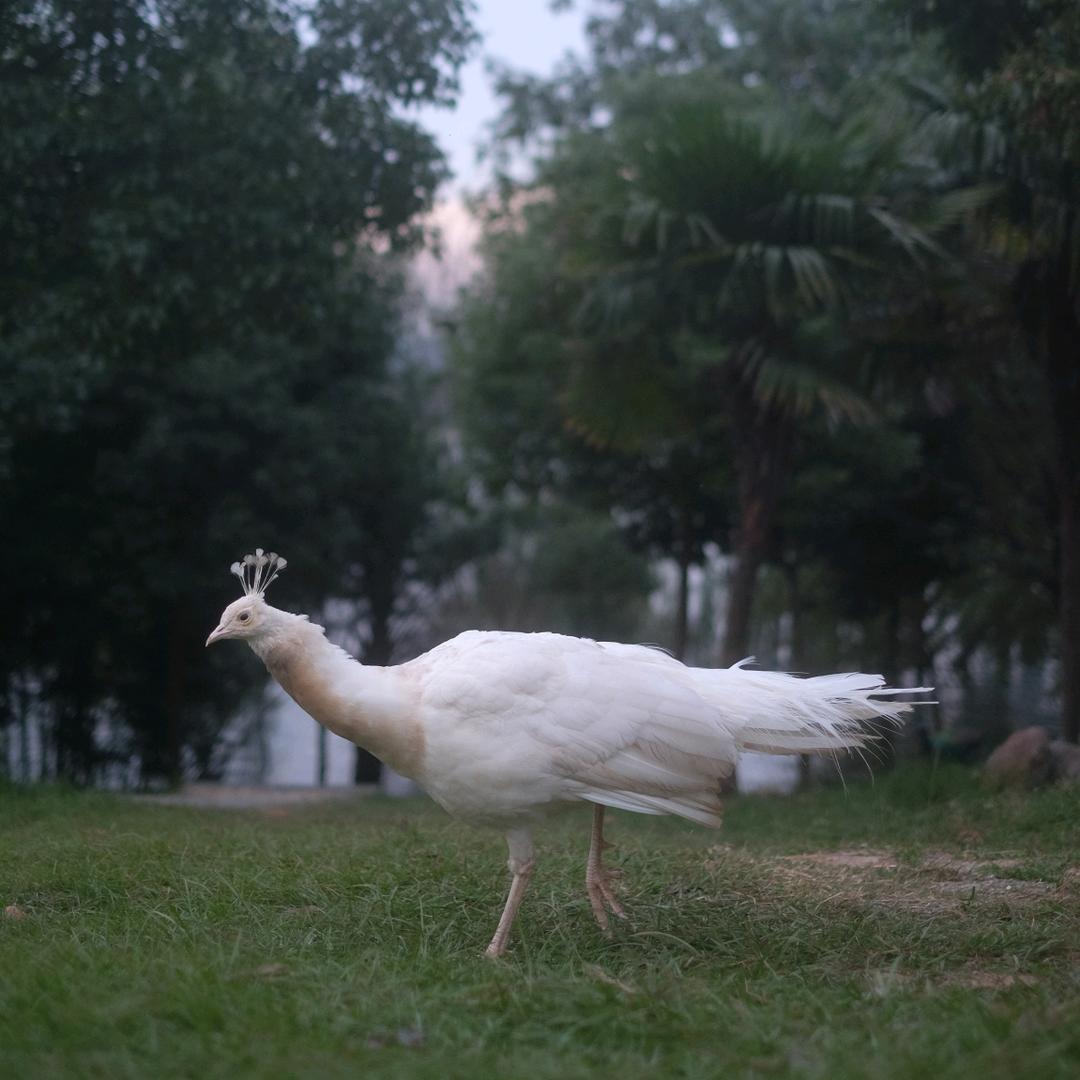 沧浪海百喜岛主岛