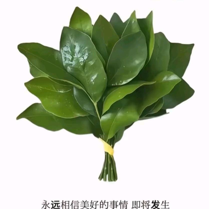 冰美式✔