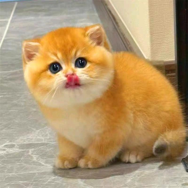 家有一群猫