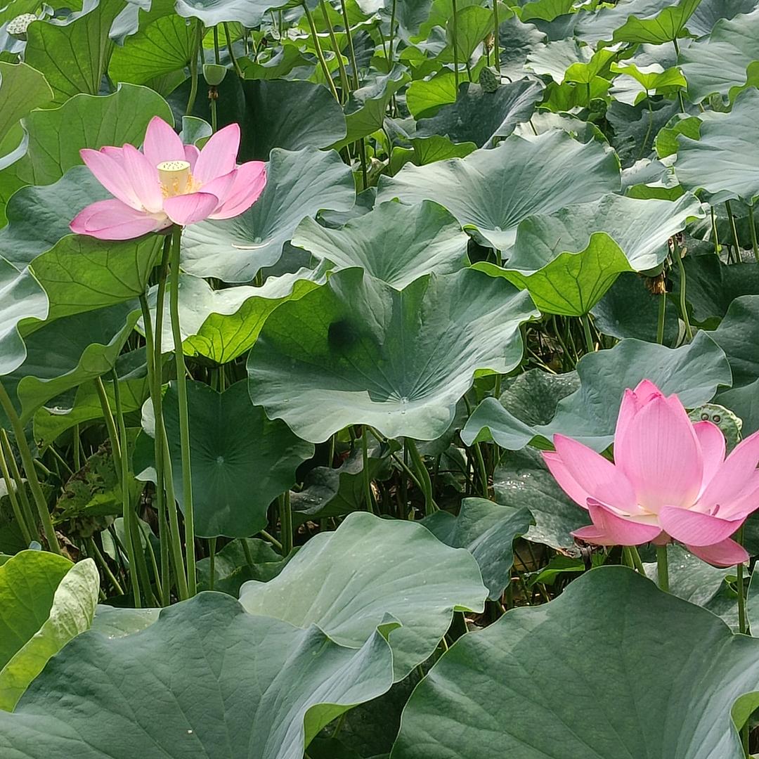 用户722720006267香水百合