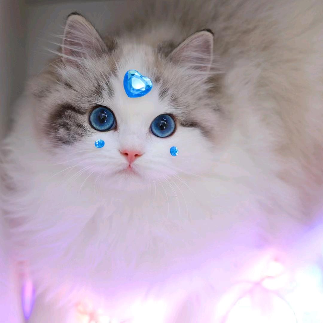 幽兰猫咖.猫舍（北美新天地店）