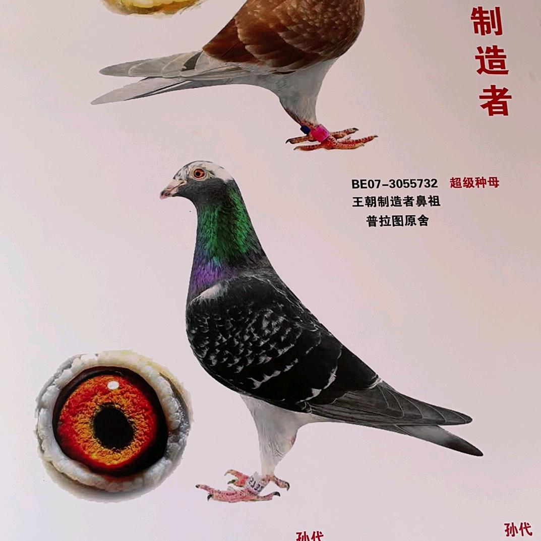 杏花村老张