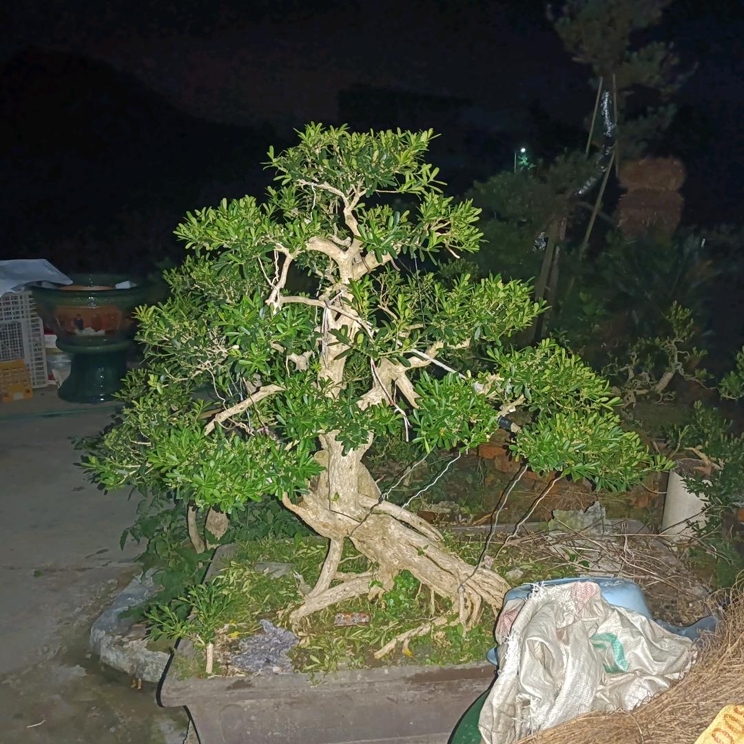 水黄杨盆景经营部