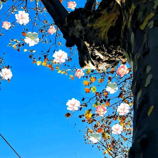 重庆凯繁蒂商贸精品市集