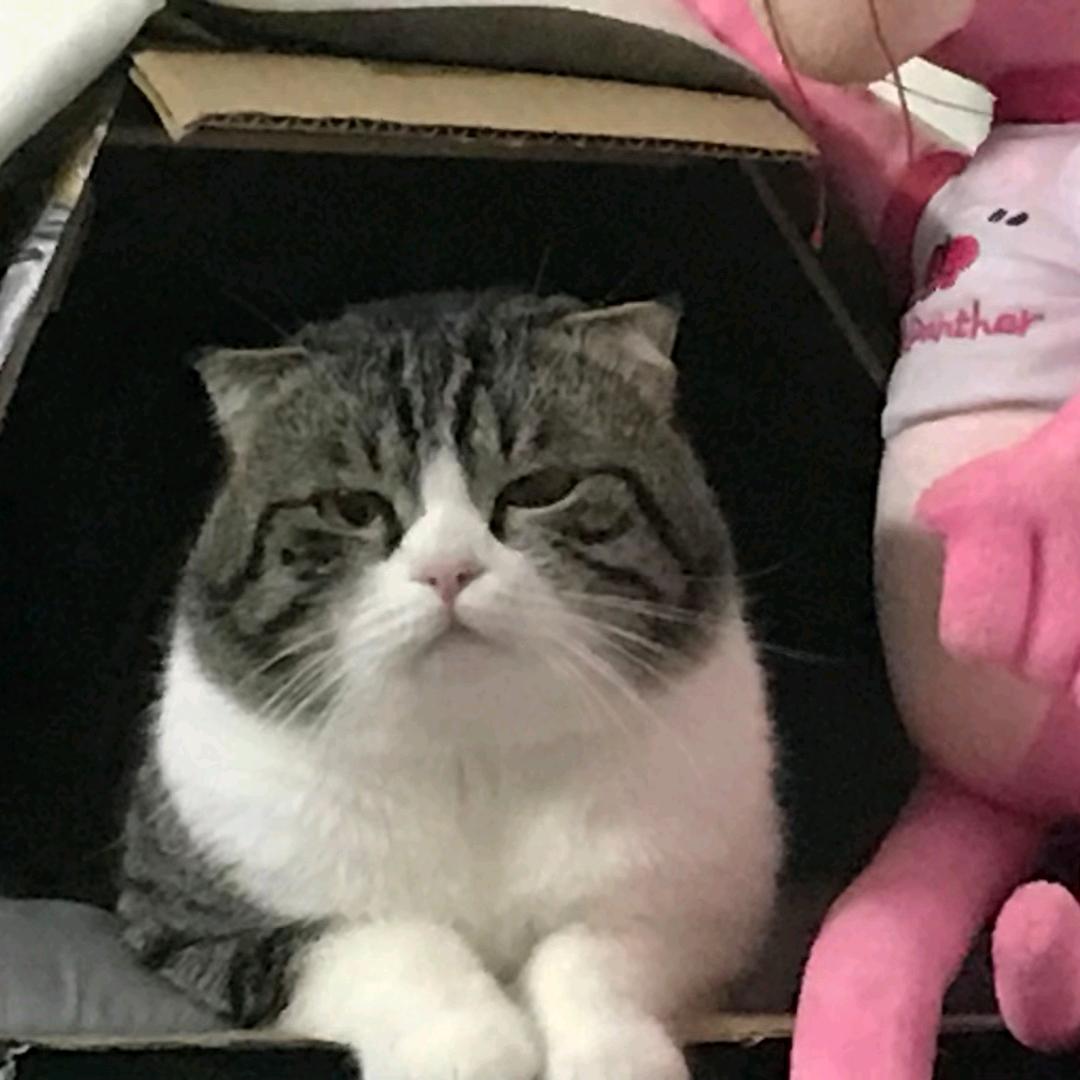 🐈铁头（中年油腻版）