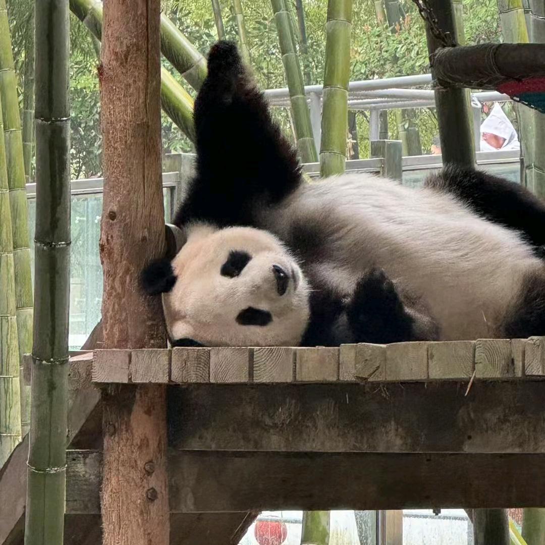 南山竹海熊猫馆官方账号
