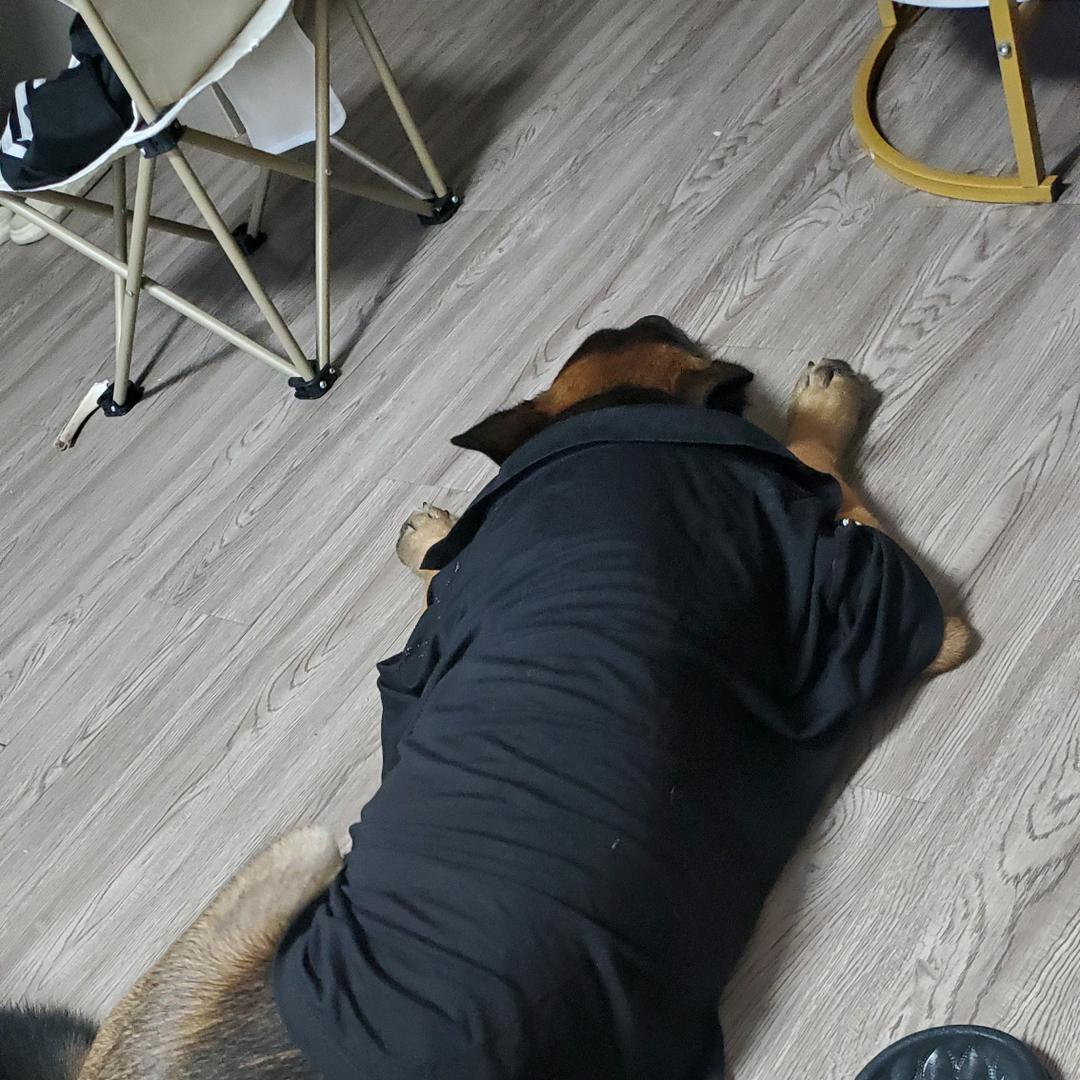 -狗玲贴身高手