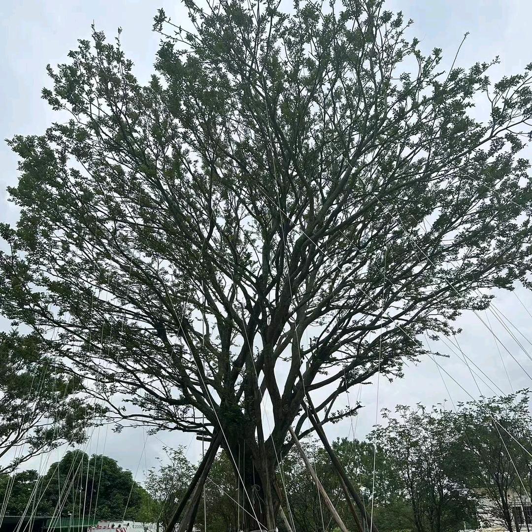 君轩园林(长期求购各种绿化大乔木)