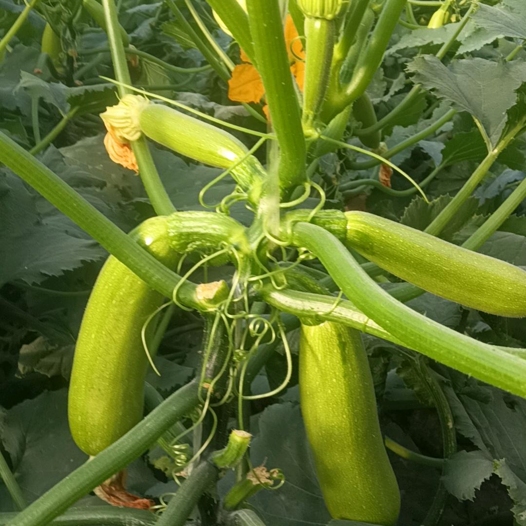 西葫芦种植大秧管理