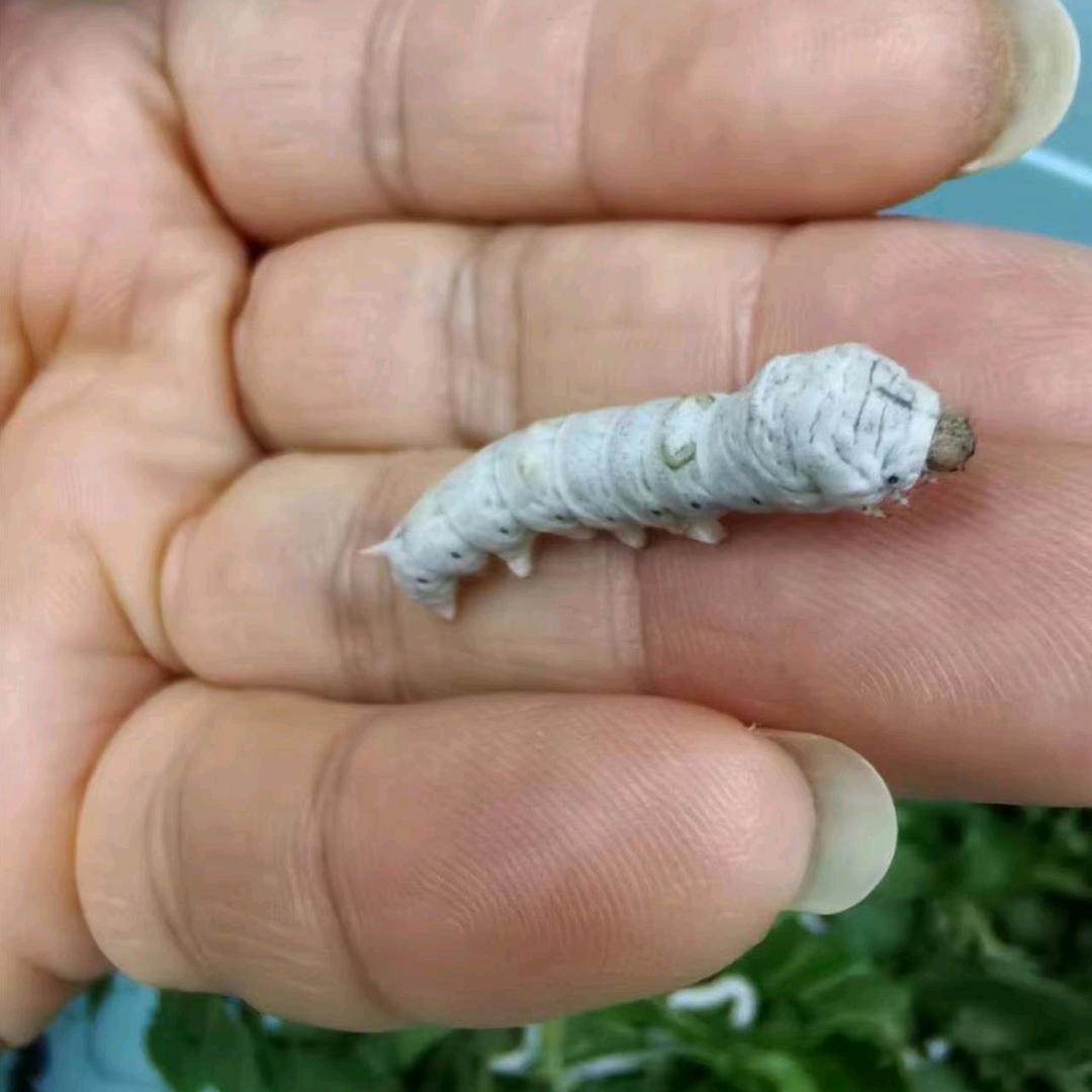 毛坦厂乐学托管