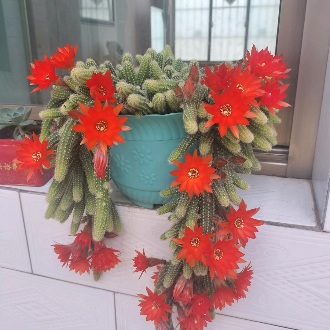 蝴蝶梦