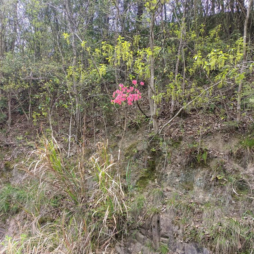 山清水秀