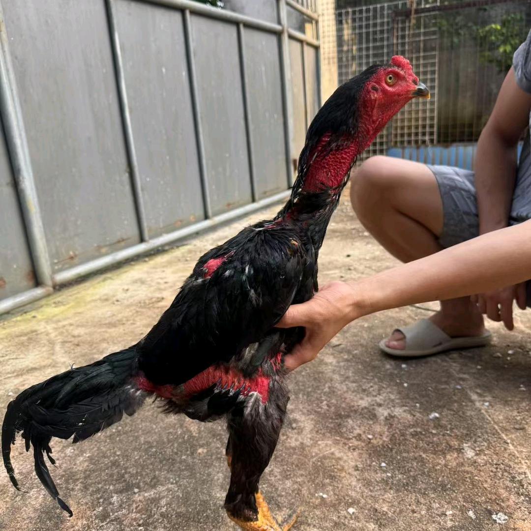 北海战士斗鸡养殖