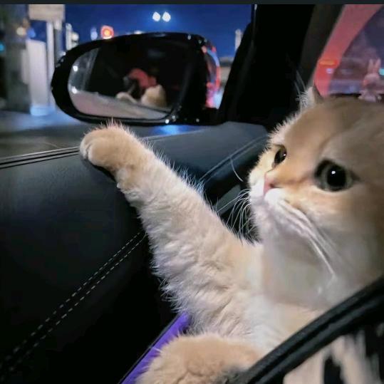 八尾巷的猫