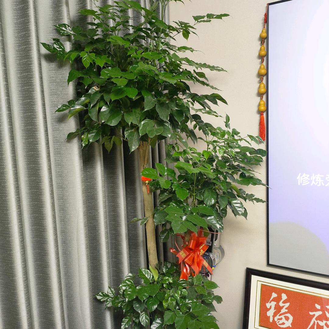 ⁽⁽ଘ小燕子ଓ⁾⁾