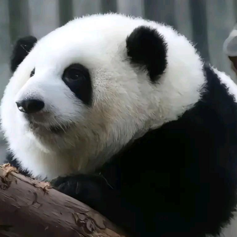 🐼糖吉吉🌈🌈💕