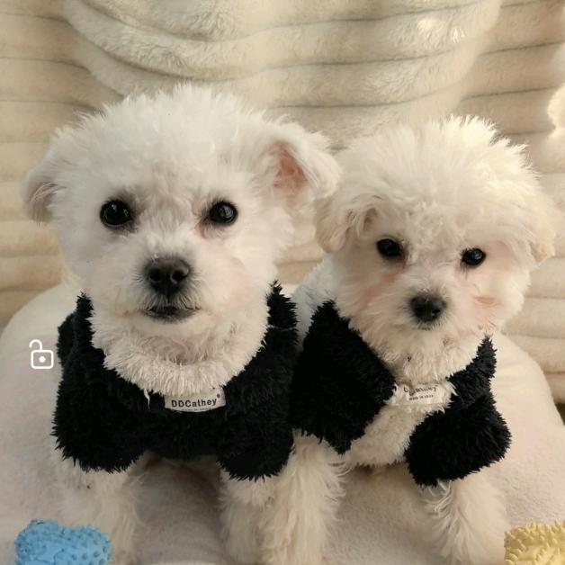 小布&小豆