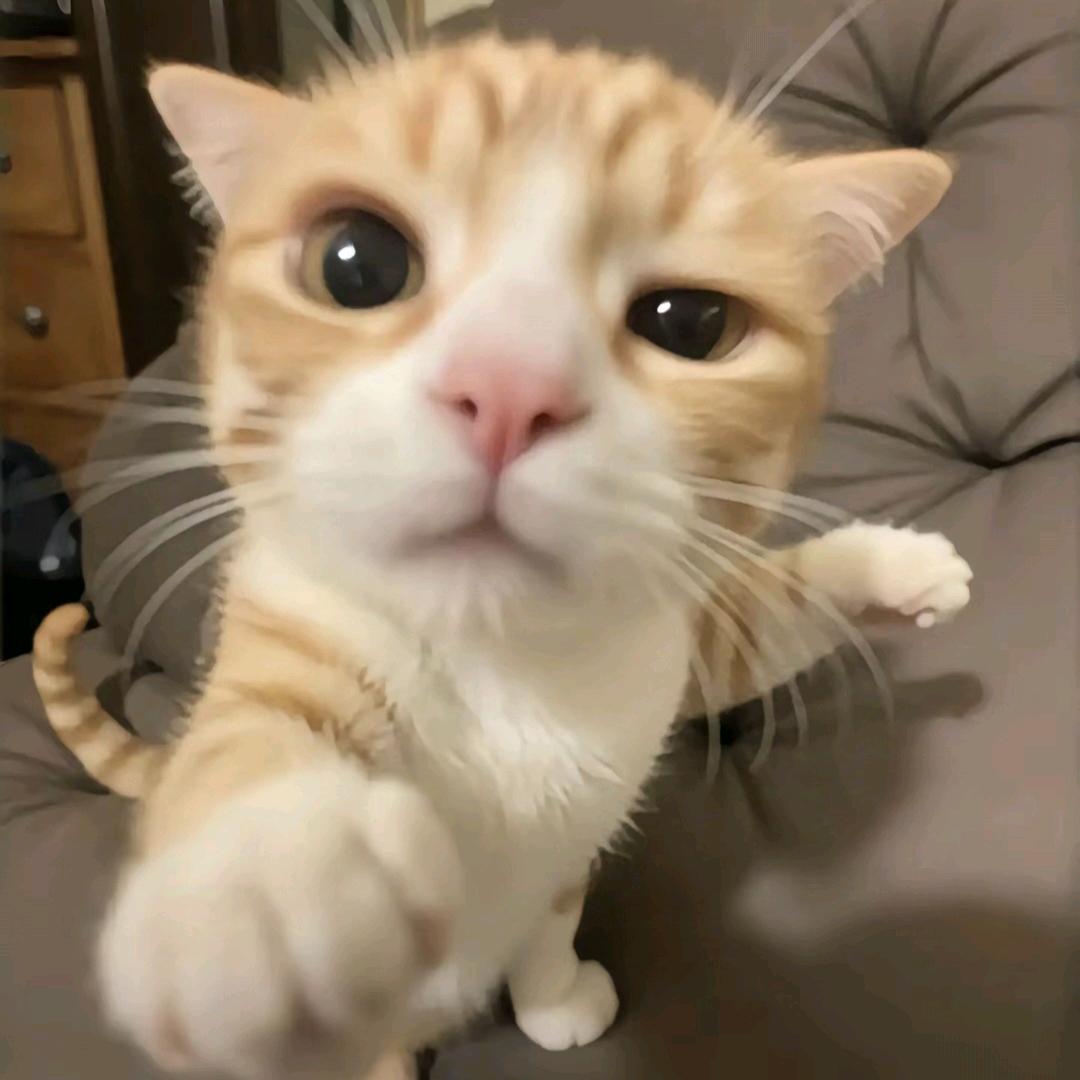 K啼🐱嗷v
