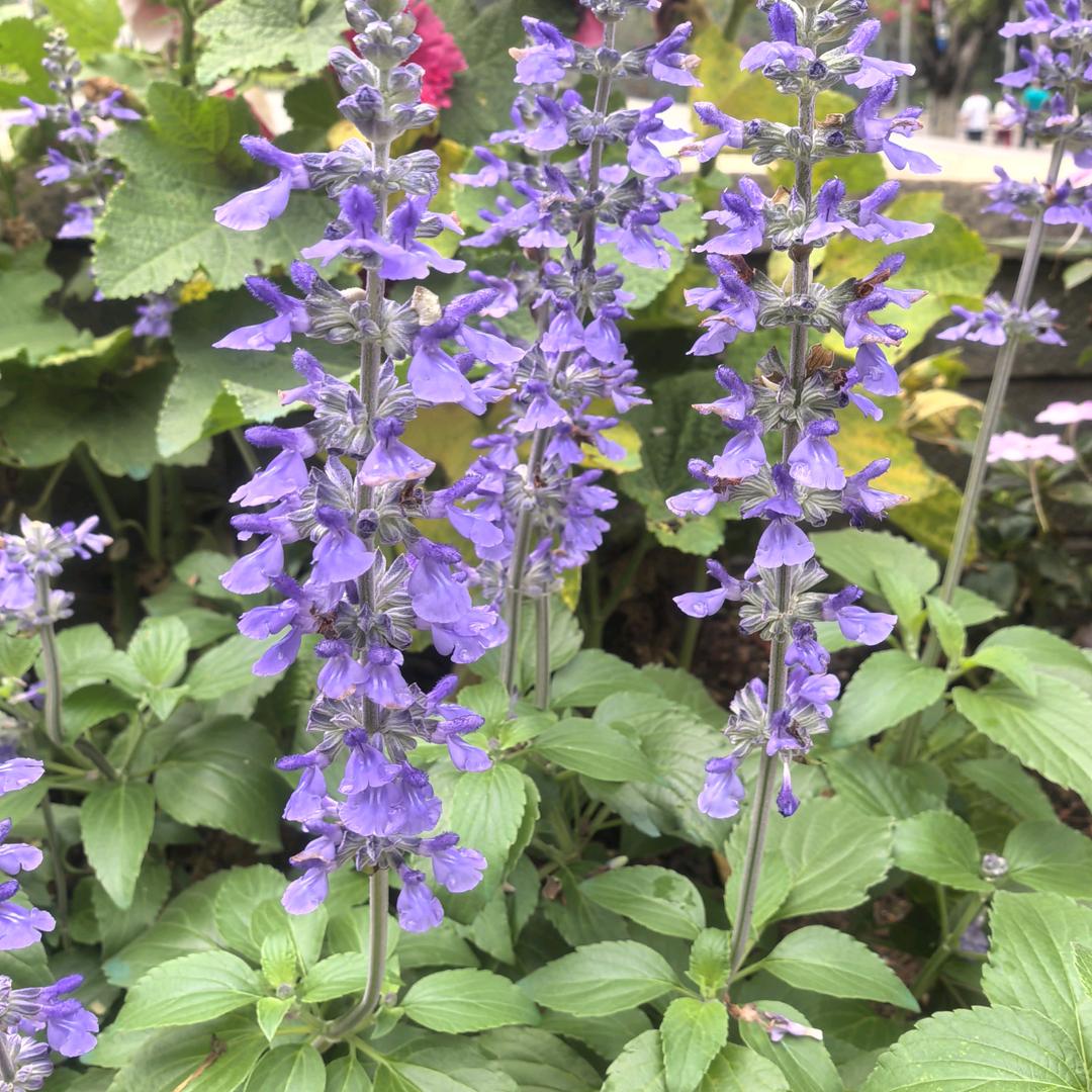 水芙蓉