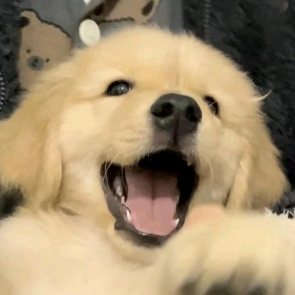 小狗呆呆