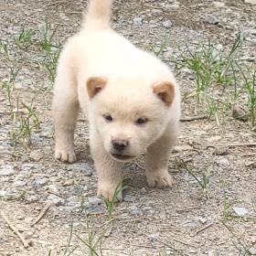 广西田园犬阿九养殖户