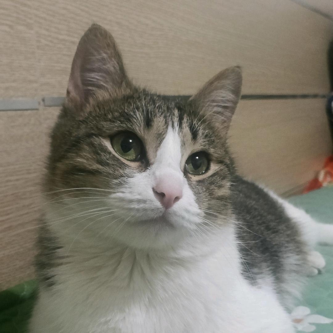 喵儿