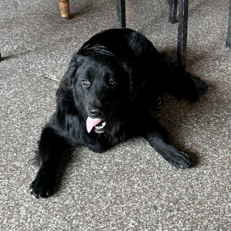 本土田园犬乐园