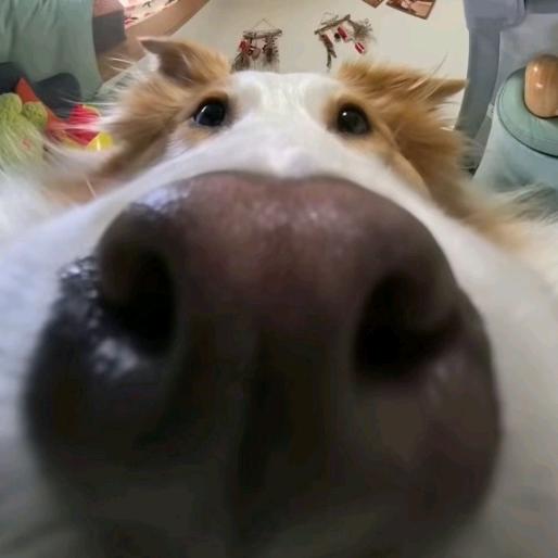 王木木yee