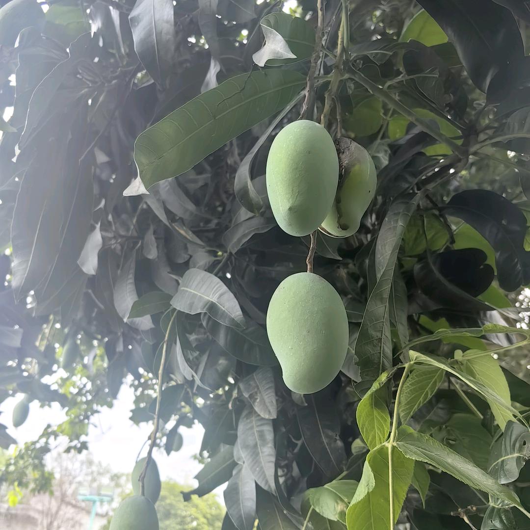 贪玩的妞.