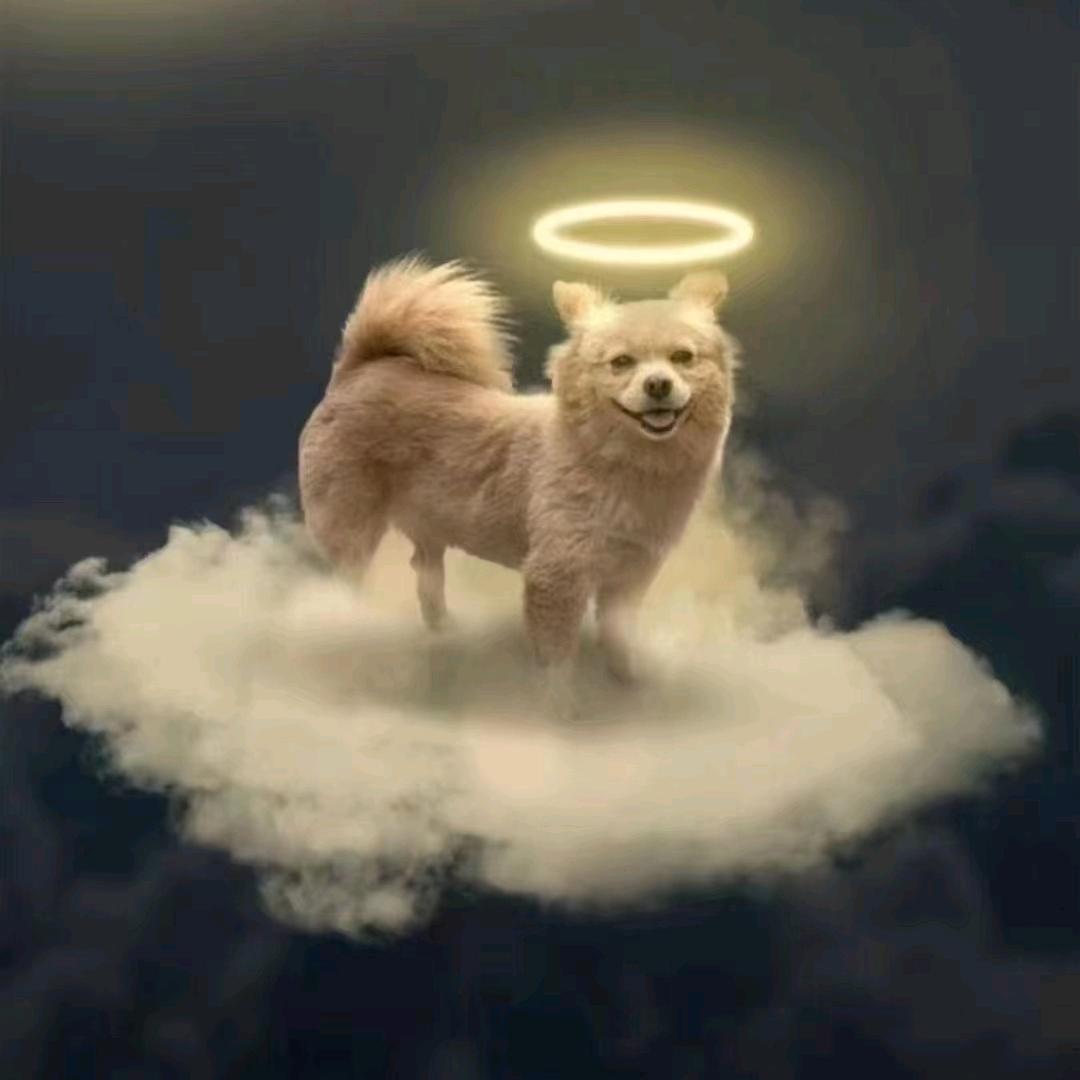 A马犬天地