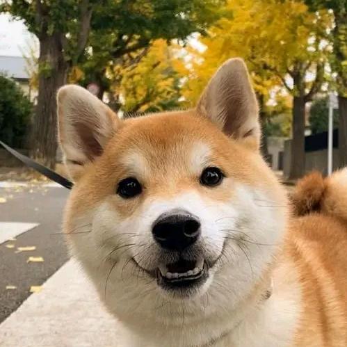 花狗蛋是舔狗