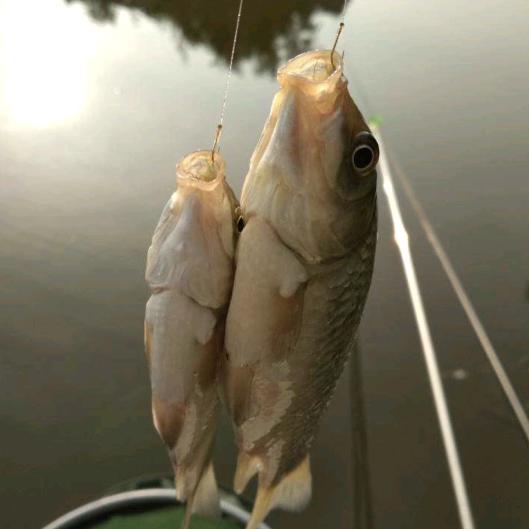 麦穗🎣🐟