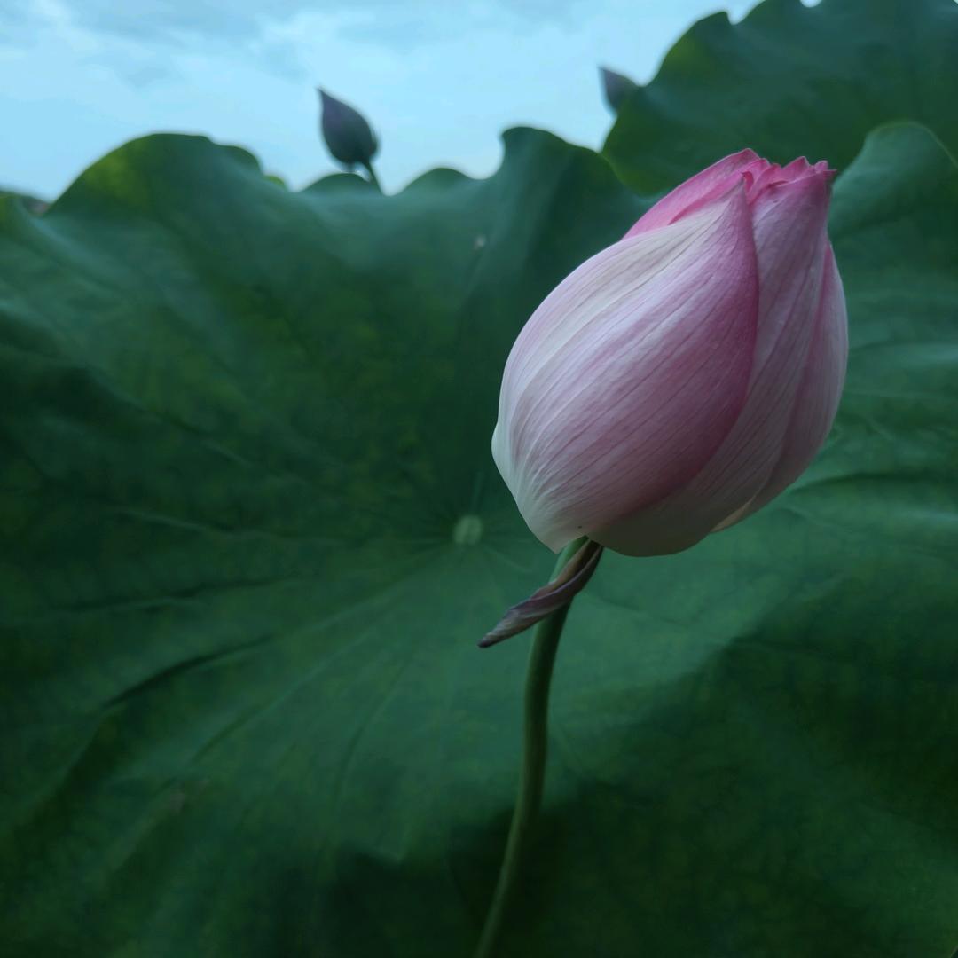 《落》