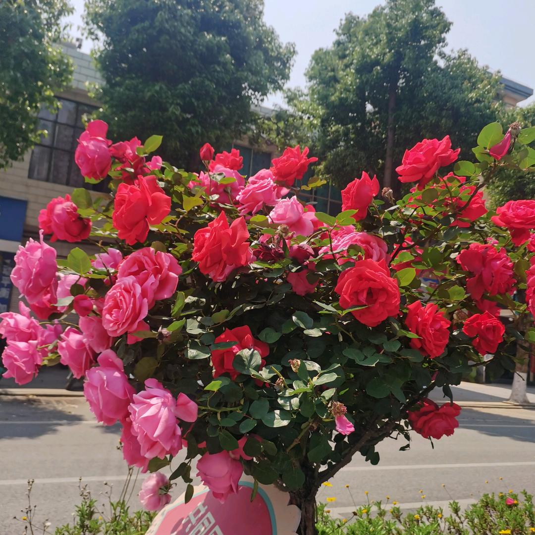 .小米辣