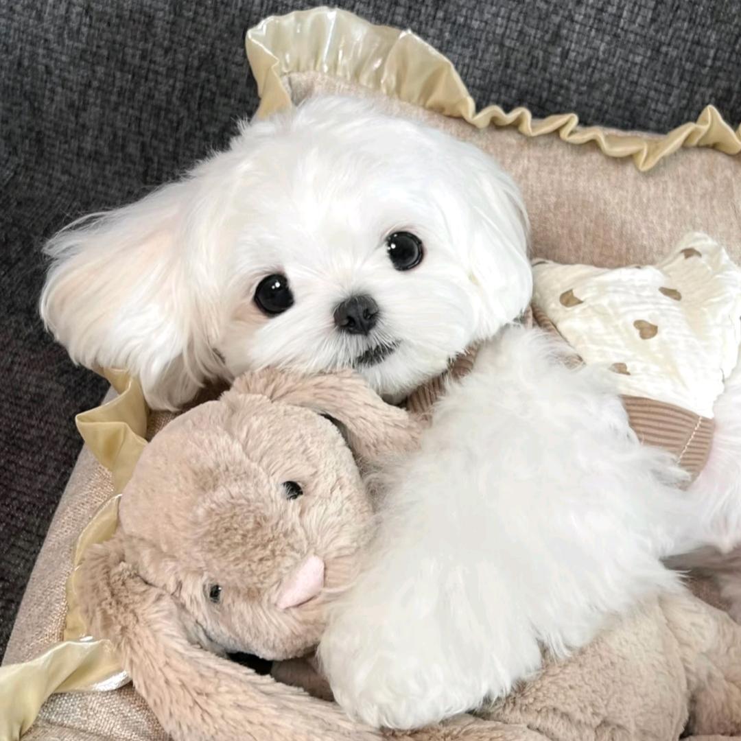 小兔安迪 ♡˃̶͈ ꇴ ˂̶͈♡