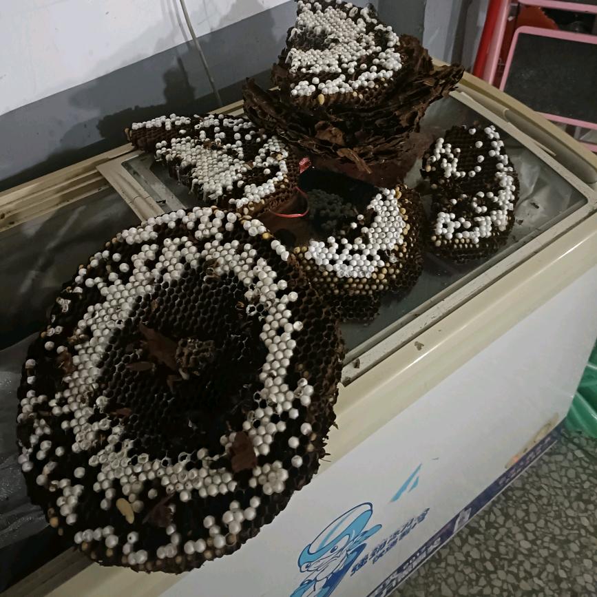 山林户外～蜂子