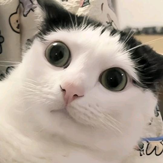 猫总