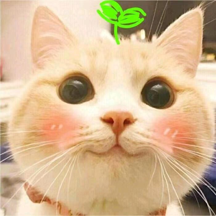 ㅤ      ㅤㅤ小布