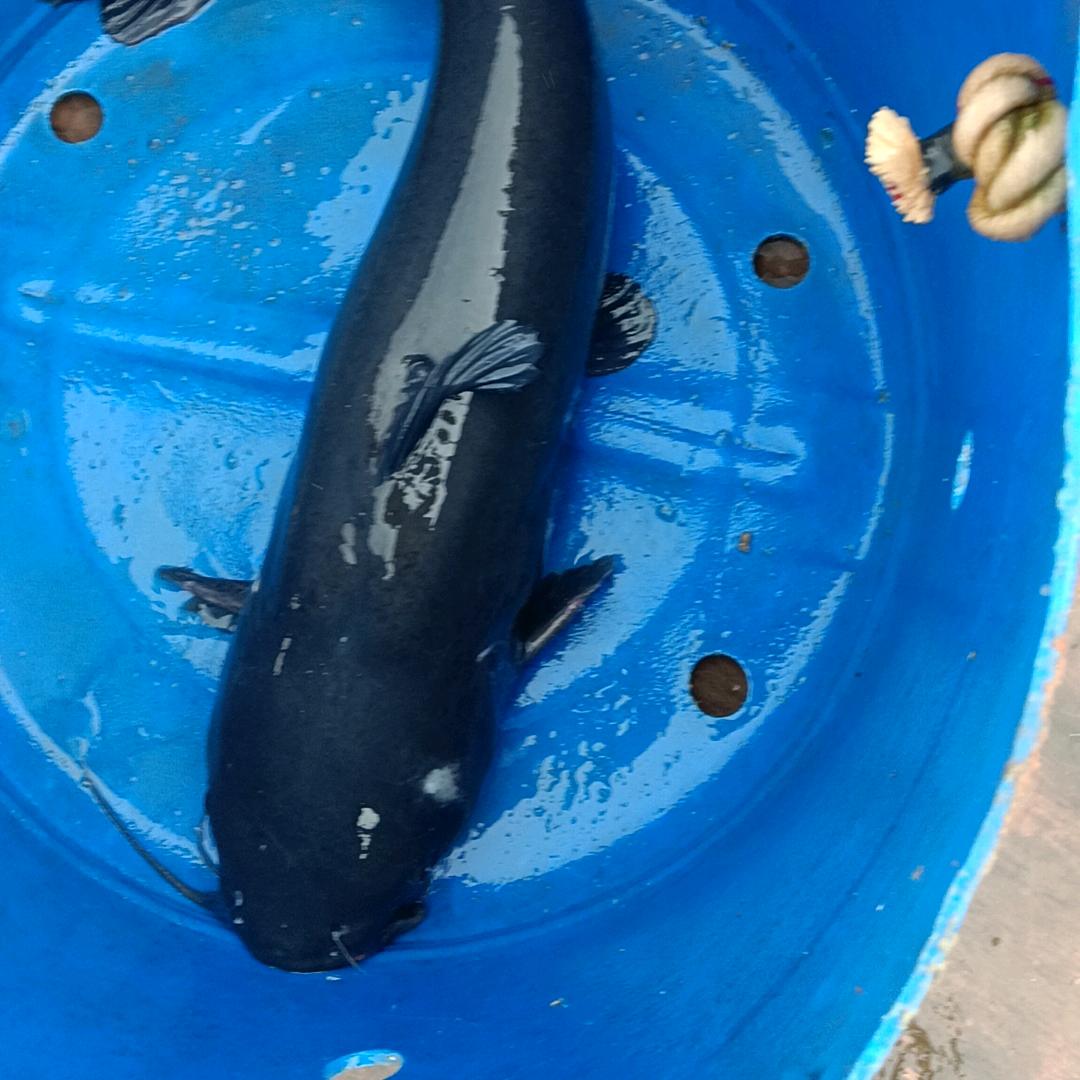 鱼🐟