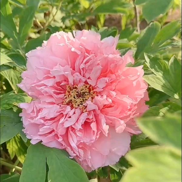 洛阳牡丹-（小任家）