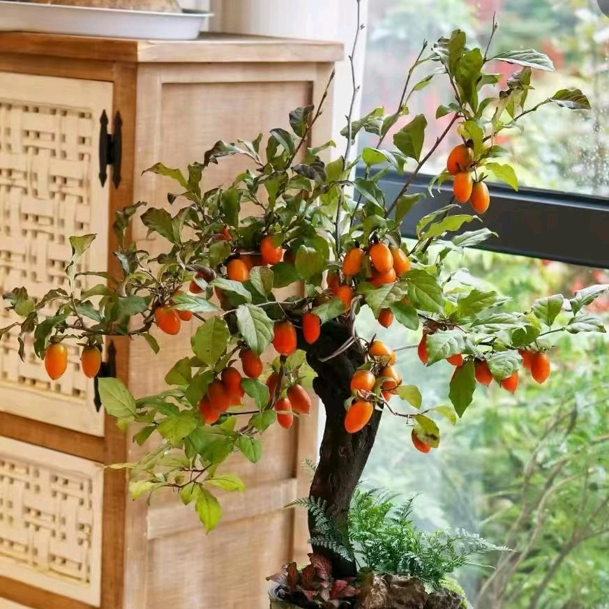 项城荣盛老鸦柿园艺