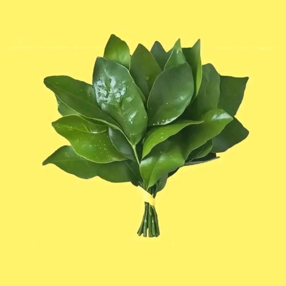 给我一杯伯牙绝贤