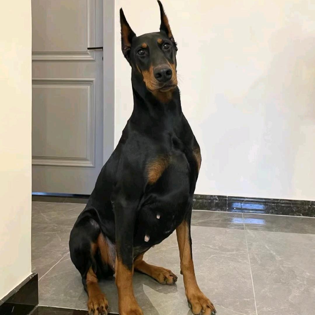 养狗狗的小姐姐