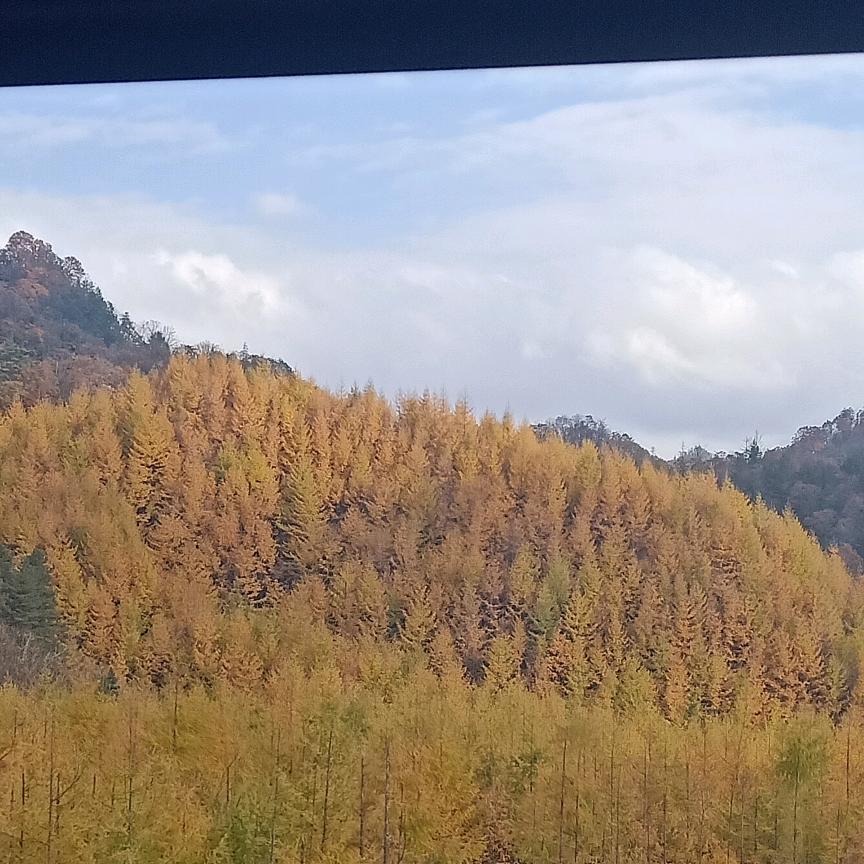 飞饕