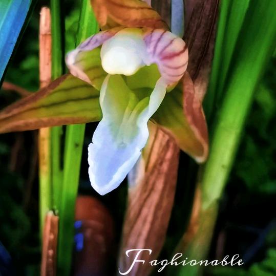 走进了人生如梦🍎🍎🍎🍎🍎🍎?