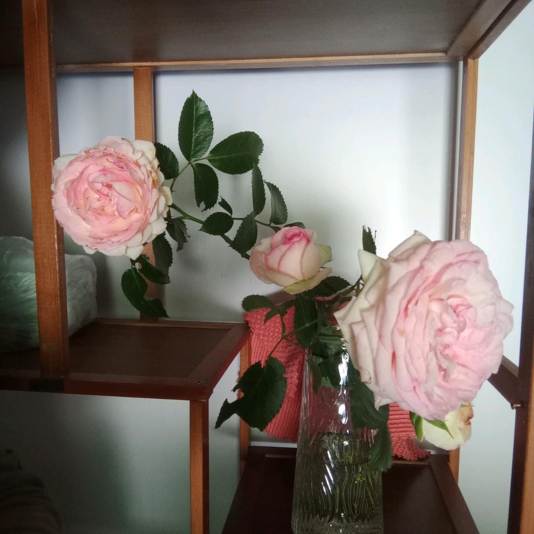 用户5171291775576
