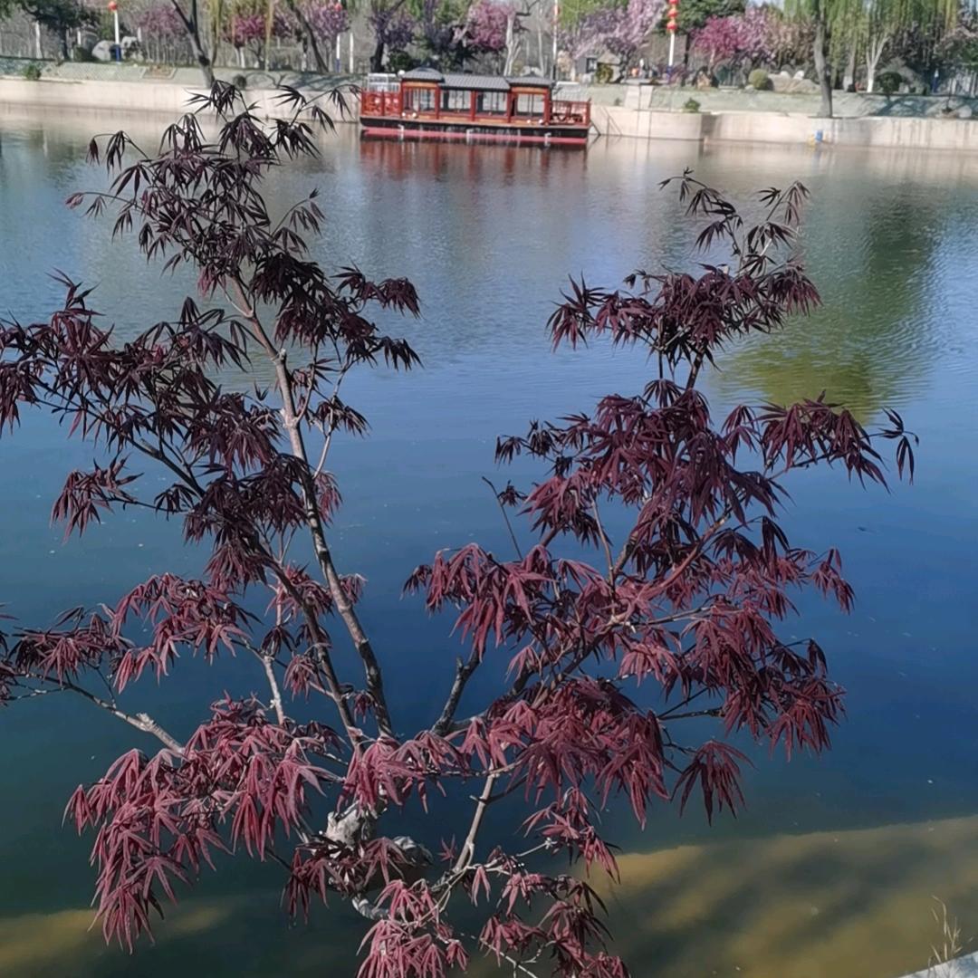 青柠